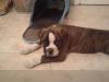 Bruce