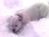 snow time