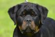 Apache Suny Day's 4 months old
