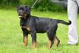 Apache Suny Day's 4 months old