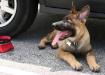 Jäger - 13 weeks