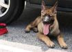 Jäger - 13 weeks