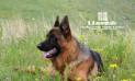 Rosty in Grassland Huitengxile
