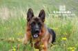 Rosty in Grassland Huitengxile