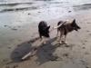 at the beach with Pella 