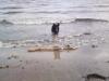 at the beach with Pella