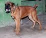 Magnus 7meses