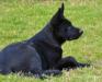 Macho vom Alt-Ostland 13 weeks