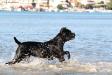 MULTI CH, 6XCACIB Ferraria