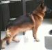 Ciro stance in kitchen
