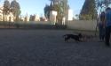 Samantha in dogs park