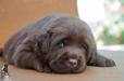 3 weeks old