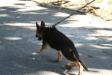 3 1/2 months old