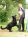 Breeding German Shepherd male