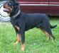 Kanute 21 months old