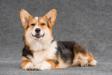 pembroke welsh corgi Varya