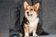 pembroke welsh corgi Varya вельш корги пемброк Варя