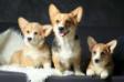 pembroke welsh corgi Varya вельш корги пемброк Варя