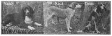 1905 Tenesse Foxhounds