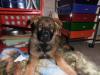 Tessa 6 weeks old