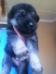 3 weeks old