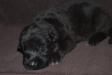 15 days old