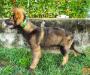 16wks