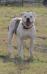 Sookie at 8 months old (photo3)
