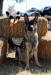 AKC Coursing Ability Test - 1st & 2nd pass