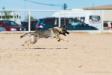 AKC Coursing Ability Test - 1st pass