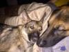 Bailey and Duke. Bailey is pictured on the left.