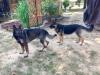 Sheba &amp; Charlie
