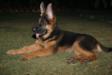 3 month old rocky