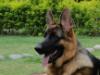 6 month old rocky