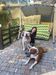 American Bulldogs Platon and Kuba.