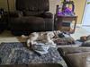 Code sleeps comfortably in the living room