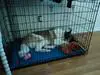 As our home is being remodeled, Code sleeps comfortably in his crate in the AirBnB where we are staying.