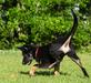 High Voltage Von Peet - Black and Tan Working Line German Shepherd Puppy