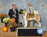 Best of Winners Decatur Kennel Club 2022-11-10