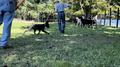Herding 