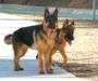 Lobo con su amiga Jana