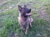 brother from 2nd litter