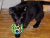 Large black male sold toJohn of Austin, TX.