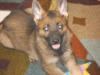  1BLK F,1SABLE F, 4 MALE SABLES LEFT