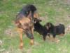 Pixel con cachorros "C"