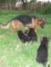Pixel con cachorros "C"