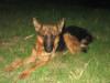 Pixel con cachorros "C"