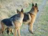 The dogs.........