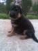 1m old pups