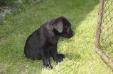 roo at 9 weeks
